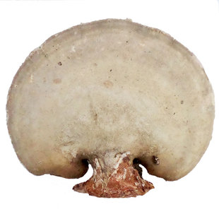 野生白灵芝 东北长白山白桦树灵芝完整500克玉芝整枝林芝桦剥管菌