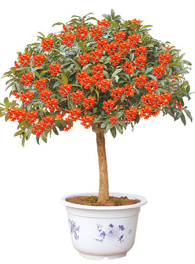 树苗浓香型丹桂室外庭院花卉植物