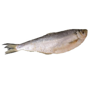 山东特产咸白鳞鱼500g 咸鱼干 咸霉鳓鱼 臭香力鱼海鲜干货包邮