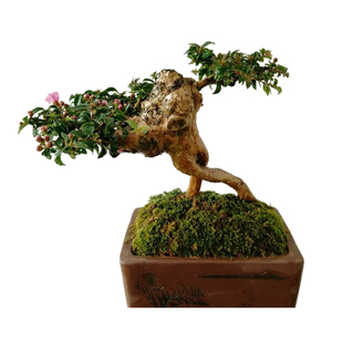 姬紫薇掌上微型盆景素材日本进口盆栽趣味窗台桌面绿植百日红