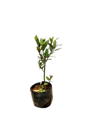 香叶树苗食用中药材香料做菜用调料月桂树苗居家庭院阳台盆栽花卉