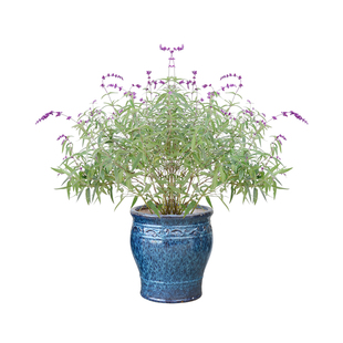 蓝鼠尾 阳台庭院花园观景绿化植物盆栽趣味好养香草花卉绿植