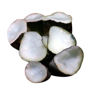 马萨林盐湖城白瓷花菱翡翠龙雪国飞鸟翠星白孔雀万象母本一物一拍