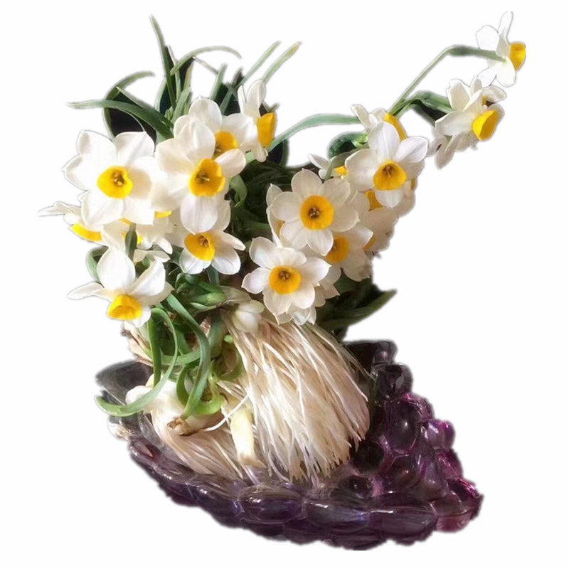 漳州水仙花王种球大球水培花卉