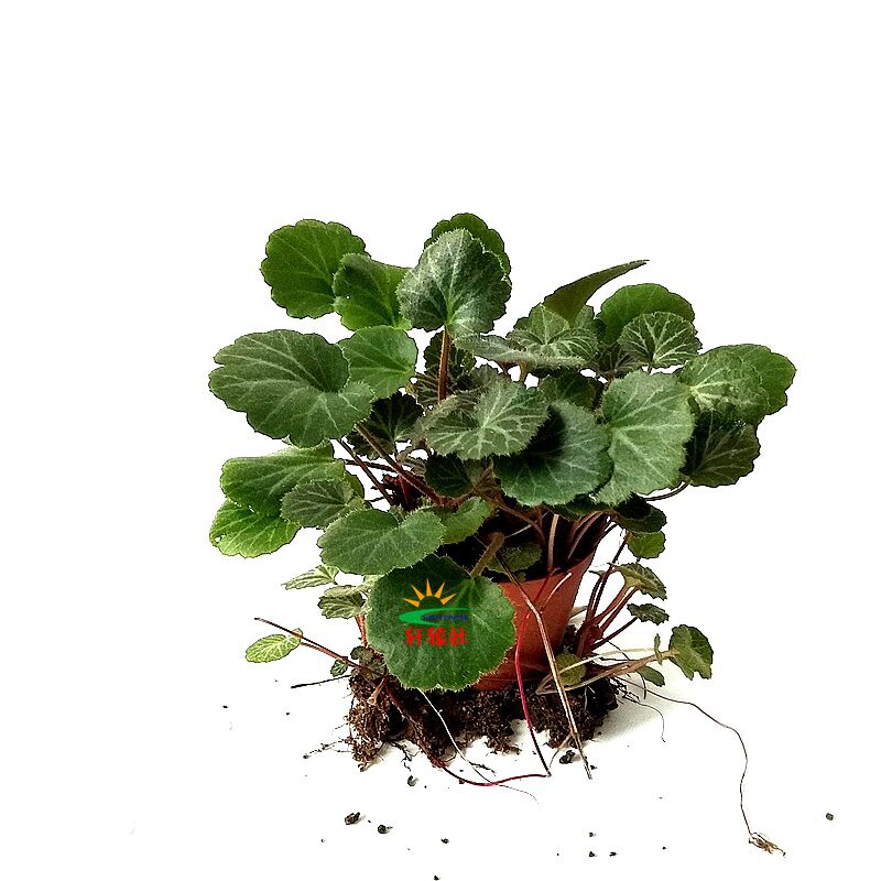 虎耳草金丝荷叶植物小盆栽中草药材窗台茶桌耐阴庭院阳台夏季苗大