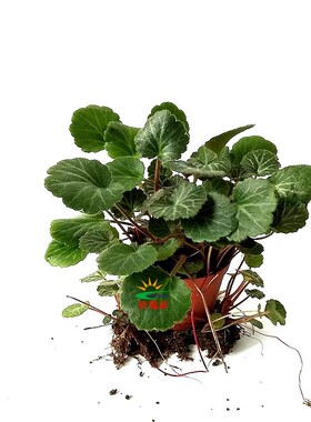 虎耳草植物盆栽金丝荷叶