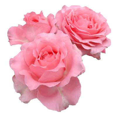 阳台庭院盆栽月季花苗
