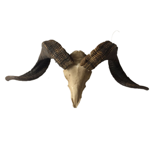 羊头骨标本 藏区天然真牛头 羊头装饰工艺品 羊头骨挂饰摆件