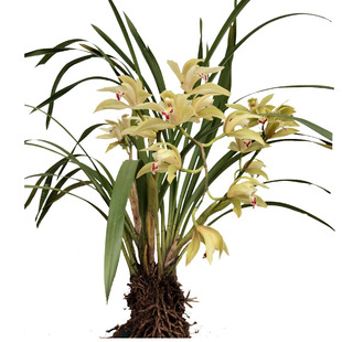 虎头兰花带花苞发货精品春兰系列自然老种精品名贵兰花白瓣红嘴鸥