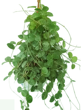 匍匐球兰芳香观叶爬藤垂吊植物