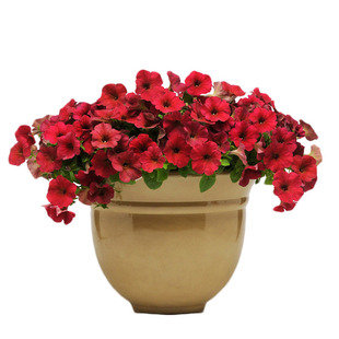 海蒂的花园矮牵牛喇叭花爆花草本海妈花园阳台草花垂吊花卉盆栽