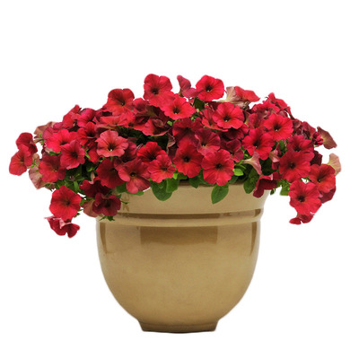 海蒂的花园矮牵牛阳台花卉植物