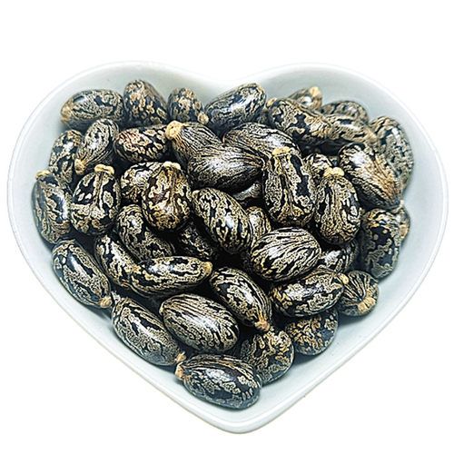 新鲜蓖麻子500g克包邮蓖麻仁中药材蓖麻籽种子饱满野生大蓖麻子油