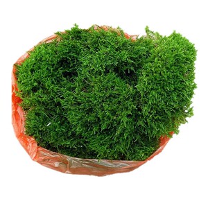 现採鲜活苔藓 微景观假山造景盆栽水陆缸DIY迷你植物草皮包邮青苔