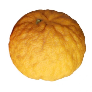 湖北湖南酸抛柑臭皮柑抛柑孕妇黄皮水果苦酸泡柑酸柑子