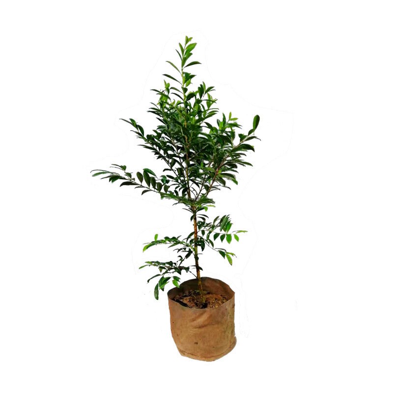 巴西可盆栽庭院种植樱桃树苗包邮