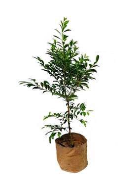 巴西可盆栽庭院种植樱桃树苗包邮