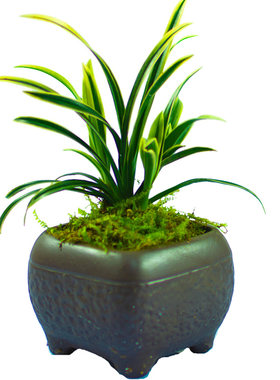 绿植建兰矮种金边线艺观叶植物