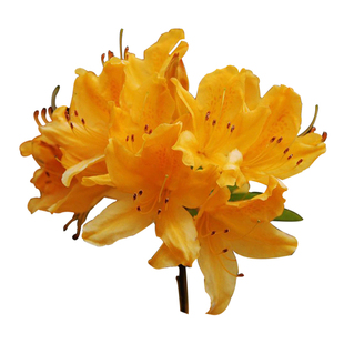 黄踯躅花色落叶春鹃稀有盆栽 映山红白粉岭南高山杜鹃花 耐寒耐热