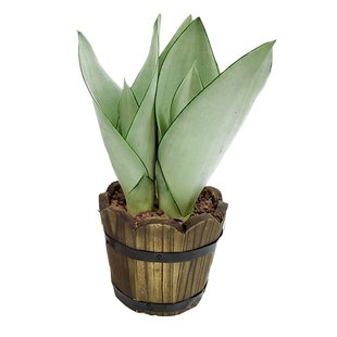 稀有品种惠特尼虎皮兰水培植物易养活吸甲醛净化空气基地直销