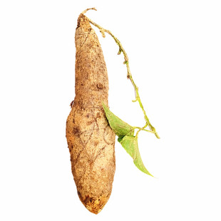 新鲜淮山湘潭白薯山药紫脚板薯湘潭红薯大薯农家肥种植5斤包邮