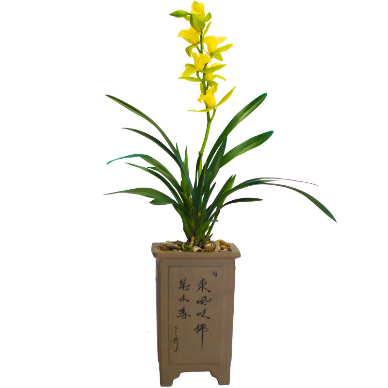 盆栽客厅种子观花植物