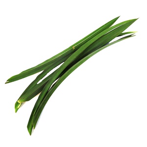 新鲜香兰叶斑斓叶甲抛叶