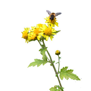 石磨后的玉米 白玉米 white corn flour  请先看介绍