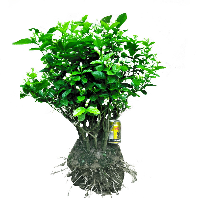 横县老桩重瓣茉莉花盆栽