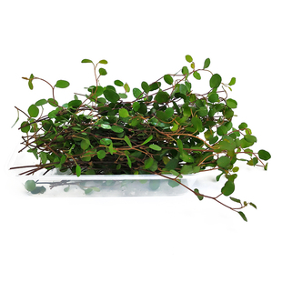 千叶兰新鲜花草叶子冷艺长寿藤吊兰高档酒店餐饮摆盘围盘