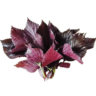 新货新鲜紫苏叶食用烤肉去腥干苏子叶香料中药材晒干150g克包邮