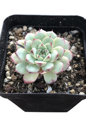 白姬莲群生老桩多肉植物