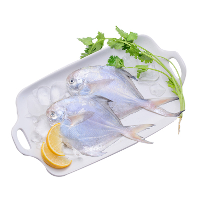 野生银鲳鱼银鲳鱼新鲜海鲜水产