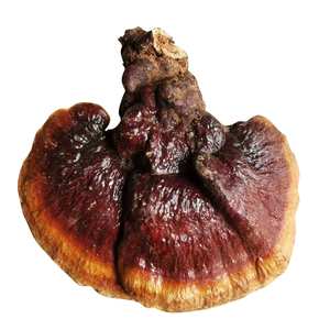 赤芝纯野生灵芝整枝深山纯天然赤灵芝正品五色灵芝切片粉250g