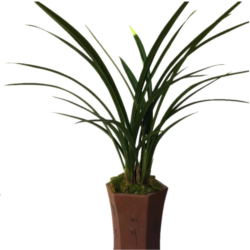 兰花新款书房冬季苗墨兰 白墨 绿植盆栽室内客厅卧室庭院花卉观花