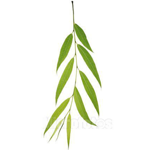 新鲜柳树叶现采野生柳叶柳树叶柳树枝条柳树根皮柳树叶芽茶菜包邮