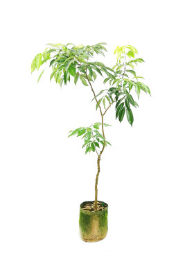 广西嫁接荔枝树苗妃子笑无核当年结果桂味糯米糍鸡嘴荔庭院地栽