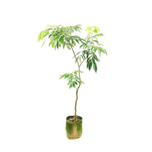 荔枝树苗妃子笑无核A4嫁接苗桂味糯米糍白糖罂鸡嘴荔三月红仙进奉