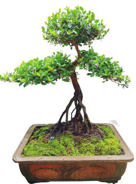 正宗中华蚊母树桩盆景 大叶蚊母盆栽  四季常青  园林精品