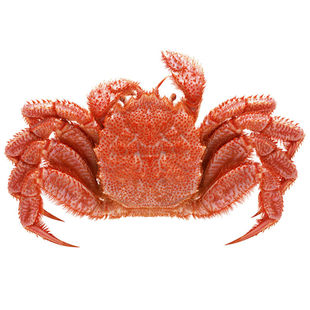 鲜活大红毛蟹 鲜活进口海鲜螃蟹 俄罗斯非日超大红毛蟹  2斤/只