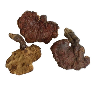 25年尾货有虫眼特价清仓热卖广西深山纯野生灵芝赤灵芝9-13厘米