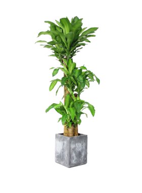 【上海同城】节节高富贵竹盆栽