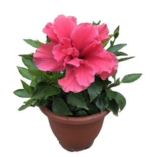 芙蓉花苗朱槿扶桑花盆栽绿植花卉重瓣庭院阳台耐热耐寒带花苞发包