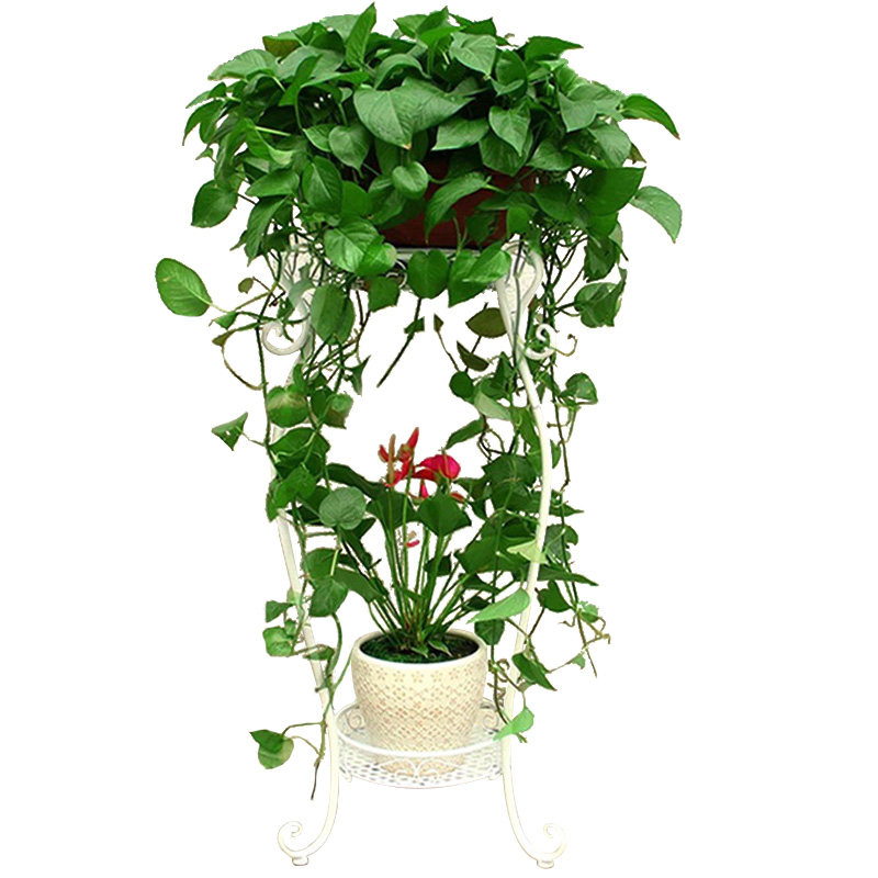 大盆长藤绿萝吊兰垂吊植物盆栽特大号室内大叶绿萝新房除甲醛植物
