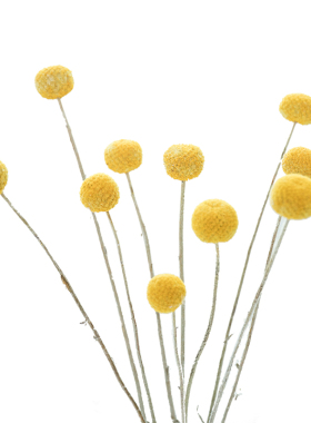 ins风干花花束装饰满天星永生花