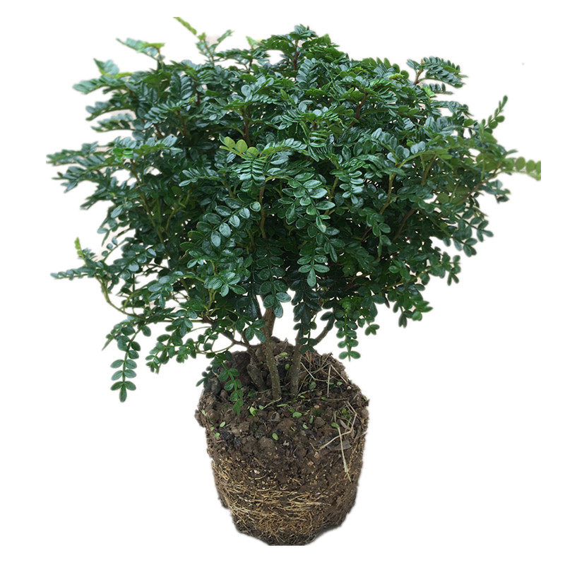 清香胡椒木驱蚊植物盆栽吸甲醛