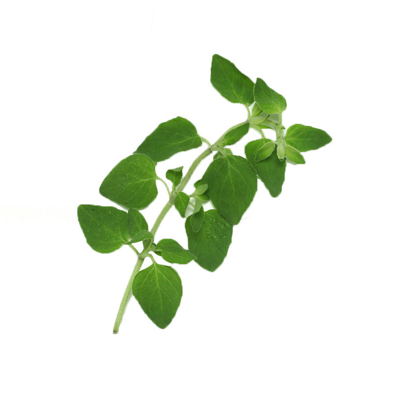 蔬菜食用香草阳台荆芥罗勒种子