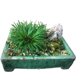 一朵基地留园金钱姚氏嘉兴鸳湖荷园细叶附石菖蒲盆景案头玩家品种