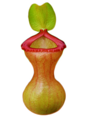绿植红葫芦食虫室内四季