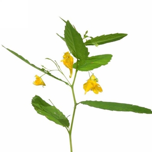 凤仙花种子多彩盆栽急性子四季种庭院重瓣混色学生实验指甲花种籽